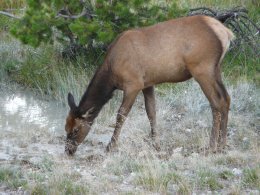 олень, национальный парк Йеллоустоун, США